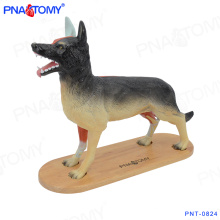 PNT-0824 New design animal model whole Dog anatomical model